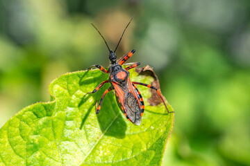 Close up of Rhynocoris iracundus bug sitting on leaf