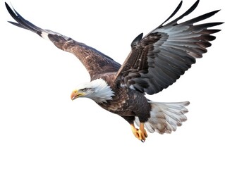 Obraz premium Bald Eagle Isolated on White Background, Adult Flying Eagle Isolated on White Background