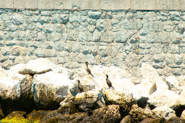 Three cormorants (Phalacrocorax carbo) perched on the rocks. Bird, animal. Ornithology.
