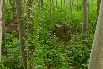 squirrel in the forest