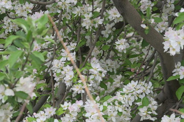 flowers in the garden