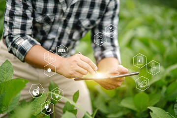 Businessman gardener using tablet Viewing potato plant picture of potato leaves in harvest season...