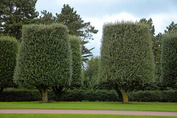 Quercus ilex, chêne vert, arbre taillé. Mémorial et cimetière Américain de Colleville, 14, Calvados, France