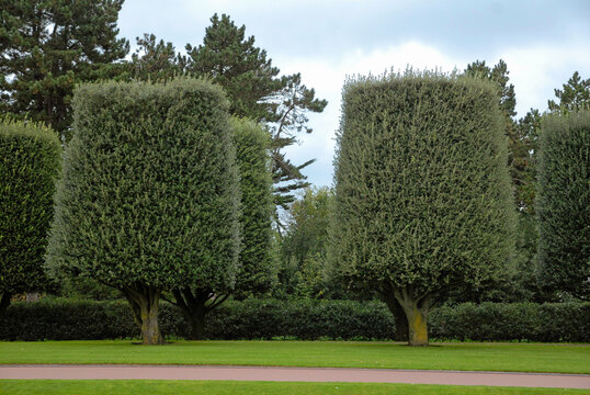 Quercus ilex, ch&ecirc;ne vert, arbre taill&eacute;. M&eacute;morial et cimeti&egrave;re Am&eacute;ricain de Colleville, 14, Calvados, France