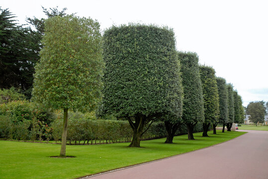 Quercus ilex, ch&ecirc;ne vert, arbre taill&eacute;. M&eacute;morial et cimeti&egrave;re Am&eacute;ricain de Colleville, 14, Calvados, France
