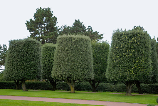 Quercus ilex, ch&ecirc;ne vert, arbre taill&eacute;. M&eacute;morial et cimeti&egrave;re Am&eacute;ricain de Colleville, 14, Calvados, France