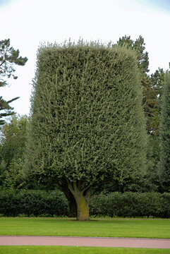 Quercus ilex, ch&ecirc;ne vert, arbre taill&eacute;. M&eacute;morial et cimeti&egrave;re Am&eacute;ricain de Colleville, 14, Calvados, France