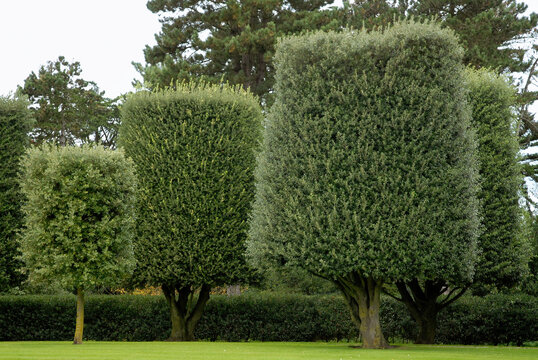 Quercus ilex, ch&ecirc;ne vert, arbre taill&eacute;. M&eacute;morial et cimeti&egrave;re Am&eacute;ricain de Colleville, 14, Calvados, France