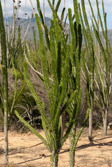 Arbre pieuvre, Alluaudia procera, Réserve de Berenty, Madagascar