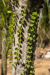 Arbre pieuvre, Alluaudia procera, Réserve de Berenty, Madagascar