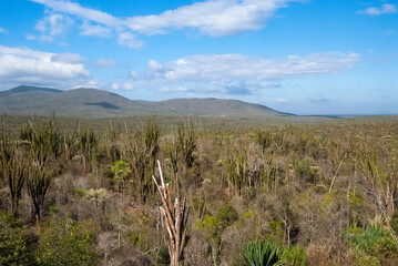Arbre pieuvre, Alluaudia procera, Réserve de Berenty, Madagascar