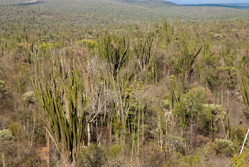 Arbre pieuvre, Alluaudia procera, Réserve de Berenty, Madagascar