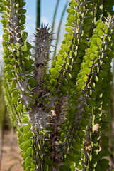Arbre pieuvre, Alluaudia procera, Réserve de Berenty, Madagascar