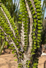 Arbre pieuvre, Alluaudia procera, Réserve de Berenty, Madagascar