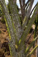 Arbre pieuvre, Alluaudia procera, Réserve de Berenty, Madagascar