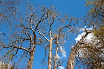 Baobab, adansonia grandidieri, Madagascar