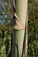 Sisal, Agave sisalana, Madagascar