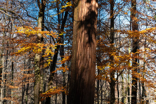A close-up of a large tree trunk enveloped by vibrant autumnal leaves, capturing the essence of the fall season and the grandeur of nature in Montseny Natural reserve in Barcelona Spain