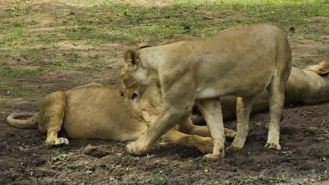 Male lion with two pregnant females. Lion and one female are lying on the ground. The other female stands upright. Then she moves away from the two to drink from a puddle.
