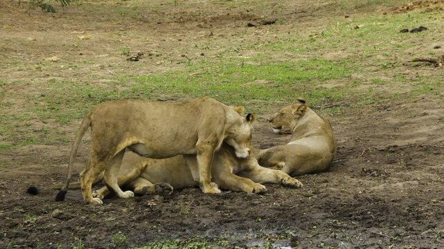 Lioness caresses male and invites him to copulate. She is  pregnant, just like a second lioness next to her. This behavior is intended to strengthen bond with the male and thus protect the offspring.