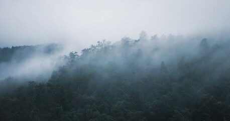 Mist in the green mountains
