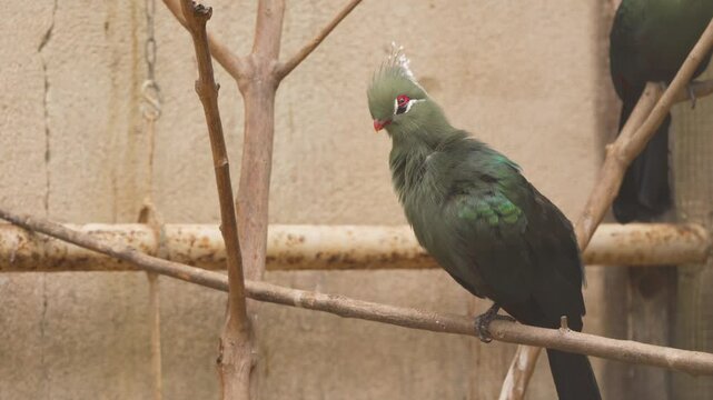 Preening African Livingstone's Turaco Perched on a Branch In Enclosure