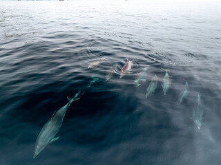 Manada de delfines surcando el Atlantico © Fotos ZonaFreeDrone