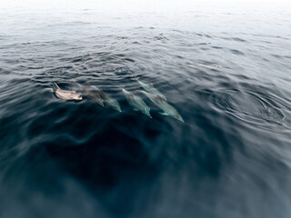 Manada de delfines surcando el Atlantico © Fotos ZonaFreeDrone