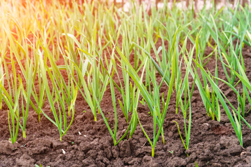 Young garlic sprouts in a garden bed or plantation