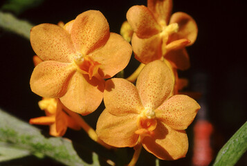 Mostly epiphytic and lithophytic orchids in the family Orchidaceae.