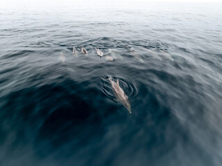 Manada de delfines surcando el Atlantico © Fotos ZonaFreeDrone
