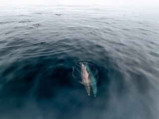 Manada de delfines surcando el Atlantico © Fotos ZonaFreeDrone