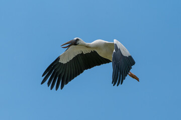 Asian Openbill in flight. The Asian openbill (Anastomus oscitans) is a large wading bird that belongs to the stork family