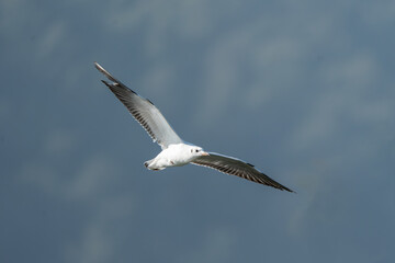 A black-headed gull in flight. The black-headed gull (Chroicocephalus ridibundus) is a small, agile gull.