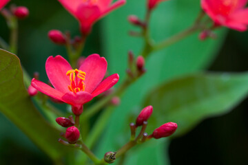 Pink flower blooming in garden. jatropha integerrima. spicy jatropha. peregrina. nature concept.