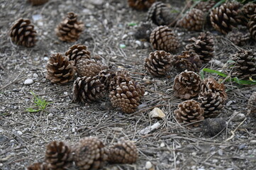 Pommes de pins