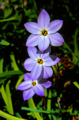 Three purple Filium flower.