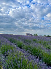 summer lavender fielf
