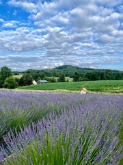 summer lavender fielf