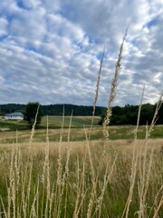 wheat field in the summer