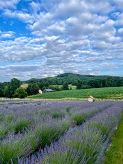 summer lavender fielf