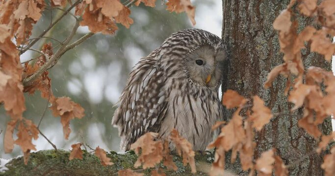 Fluffy ural owl, Strix uralensis, perched on old oak tree covered by wet orange leaves. Beautiful grey owl in nature habitat. Bird of prey in winter nature. Wildlife scene from Europe.