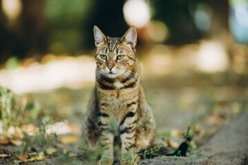 A yard cat walks by itself near the house in the summer.