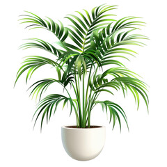 Fototapeta premium Indoor Palm Plant in White Pot