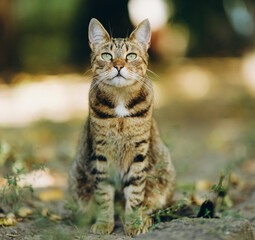 A yard cat walks by itself near the house in the summer.
