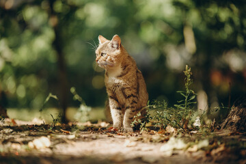 A yard cat walks by itself near the house in the summer.