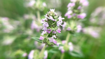 Blooming medicinal plant thyme close up