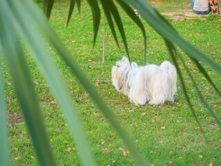 Shih Tzu dog pooping in the grass