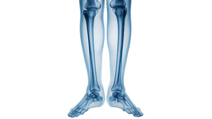 3D medical illustration of a human leg bones for studying bone structure and anatomy