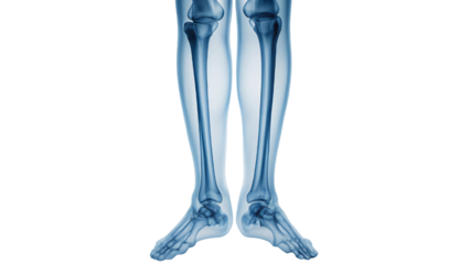 3D medical illustration of a human leg bones for studying bone structure and anatomy